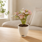 Syngonium (Pink) Plant