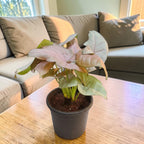 Syngonium (Pink) Plant