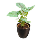 Syngonium (Green) Plant