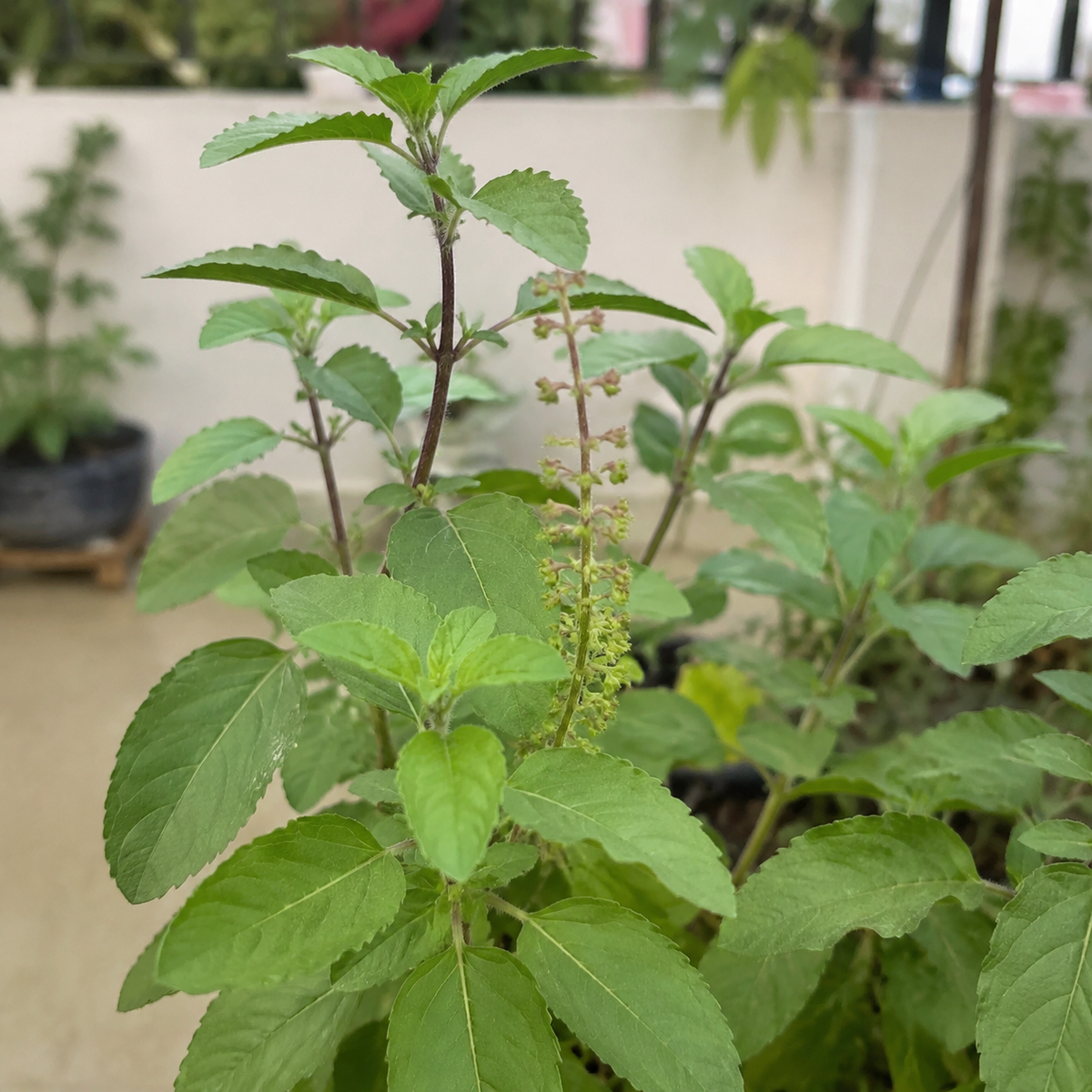 Tulsi Sacred Herb Seeds
