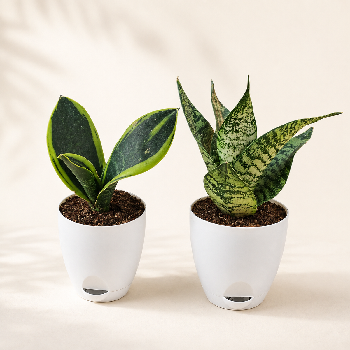 Snake Plant Set of 2 – Two Shades