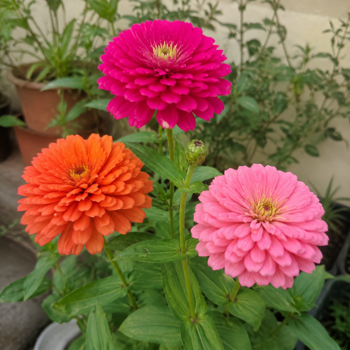 Zinnia Dahlia Mixed Colour Seeds – Open-Pollinated Desi Flower