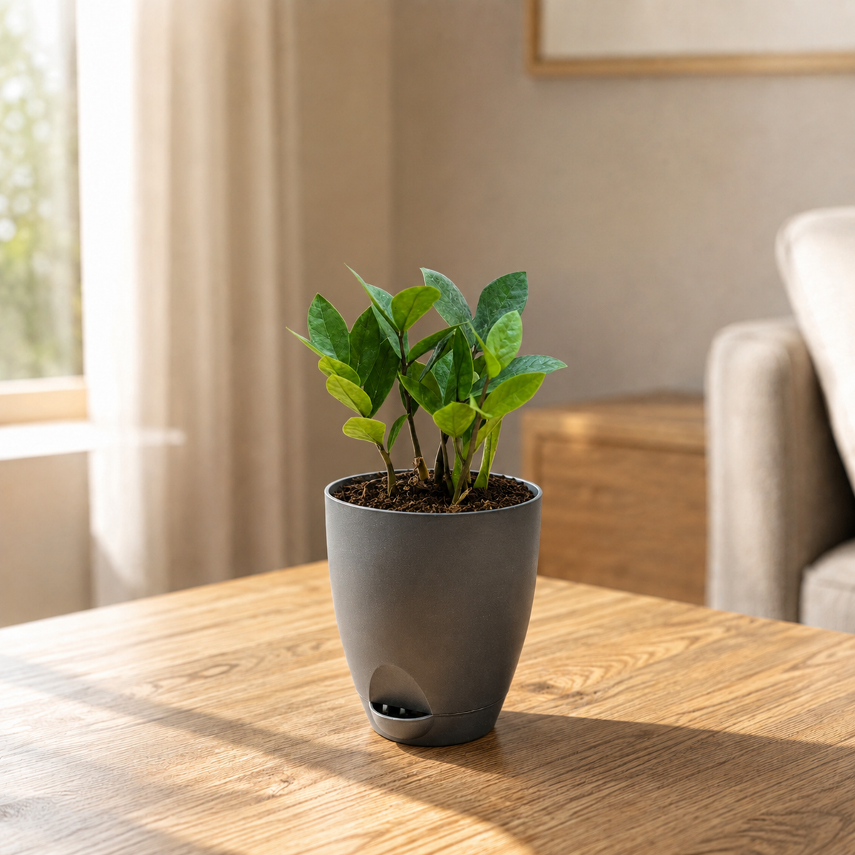 ZZ Plant