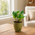 ZZ Plant
