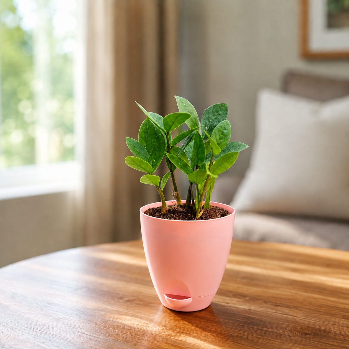 ZZ Plant