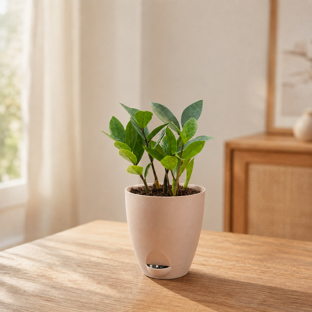 ZZ Plant