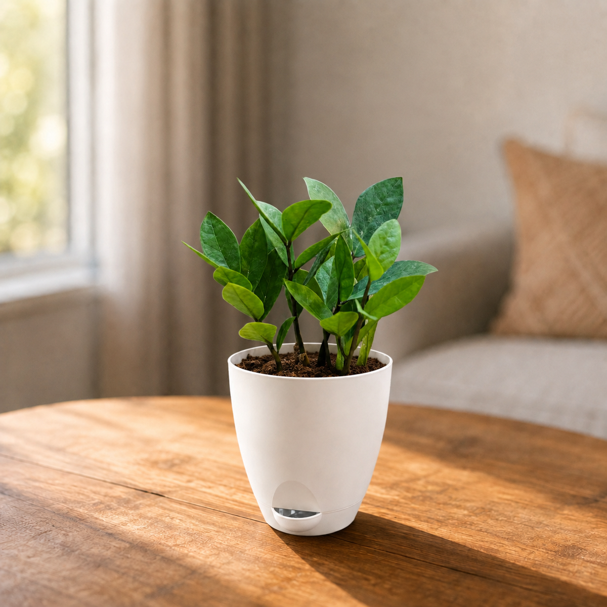 ZZ Plant