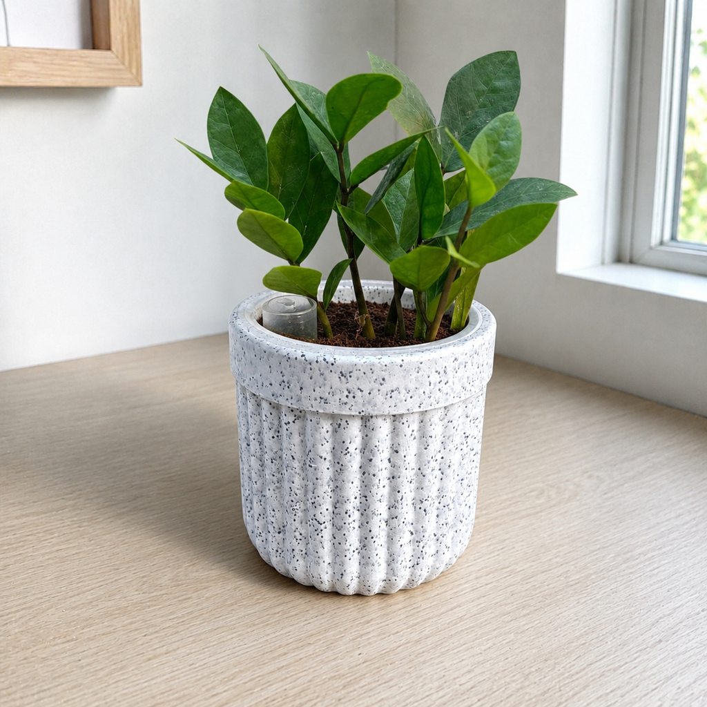 ZZ Plant in Premium Rotomolded Planter