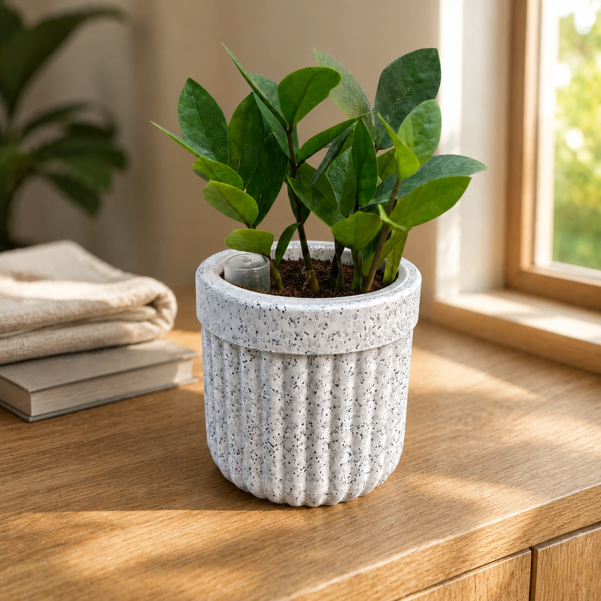 ZZ Plant in Premium Rotomolded Planter