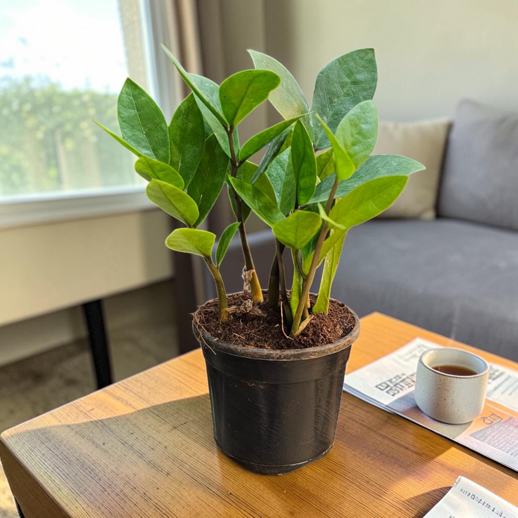 ZZ Plant