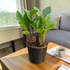 ZZ Plant