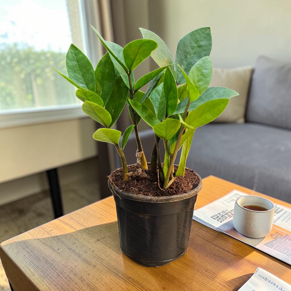 ZZ Plant