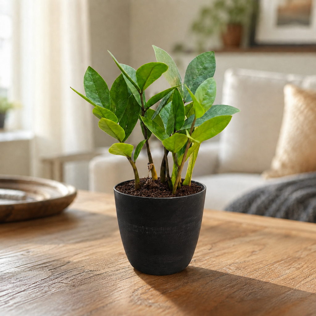 ZZ Plant