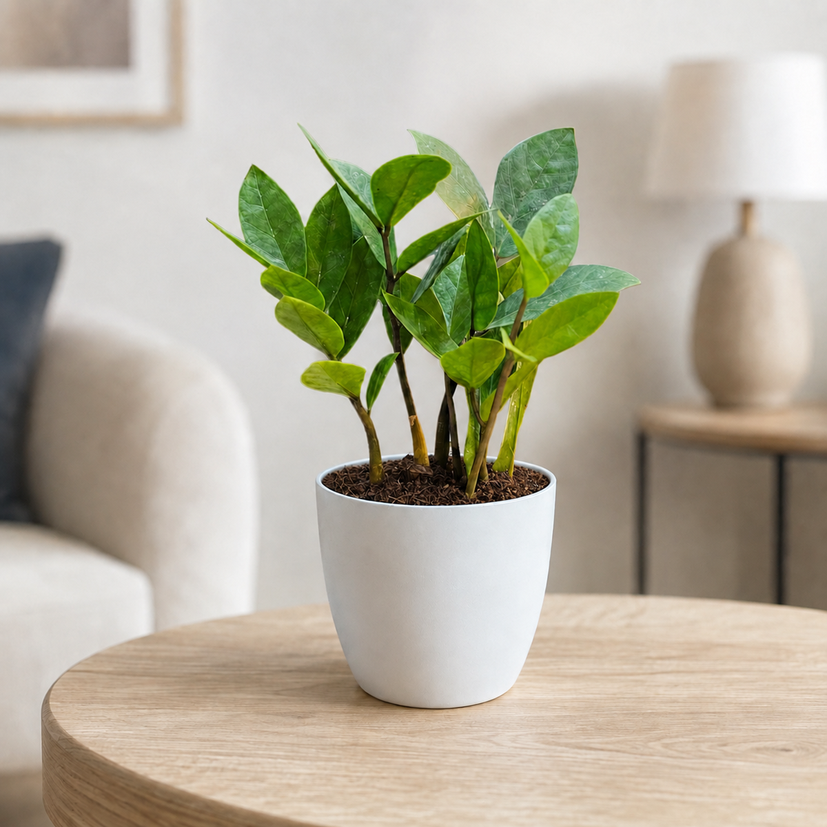 ZZ Plant